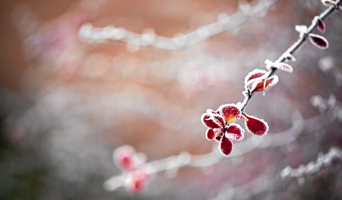 Polonya da don tehlikesi ve tatra daglari nda zorlu kosullar 64107