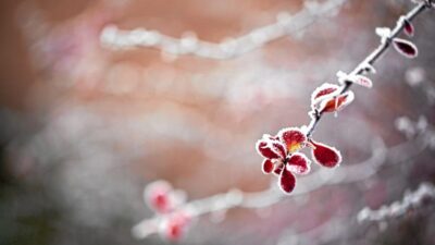 Polonya da don tehlikesi ve tatra daglari nda zorlu kosullar 64107