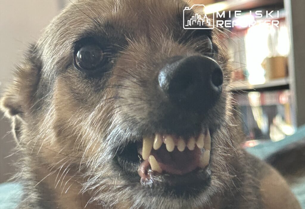 Polonya da kopek saldirisi polis ekipleri aileyi hastaneye ulastirdi 66107