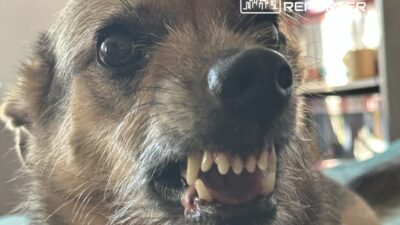 Polonya da kopek saldirisi polis ekipleri aileyi hastaneye ulastirdi 66107