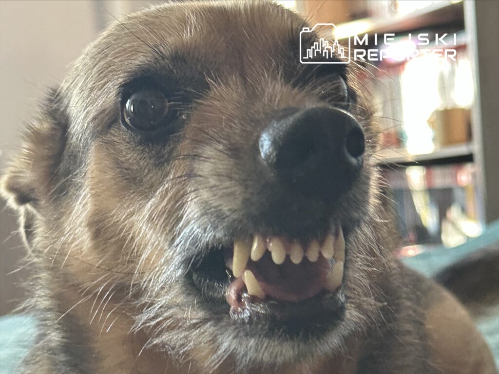 polonya da kopek saldirisi polis ekipleri aileyi hastaneye ulastirdi 66107