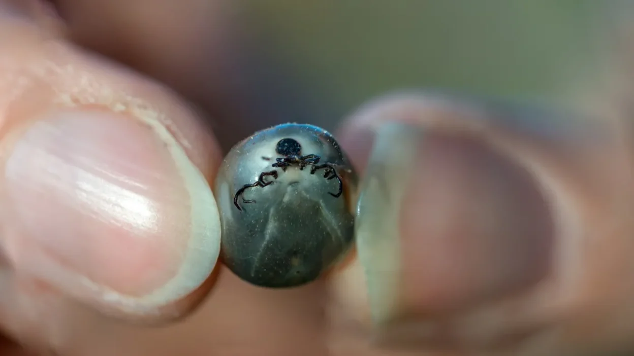 Polonya da yeni kene turu alarmi hyalomma nin yayilimi i zleniyor 66497