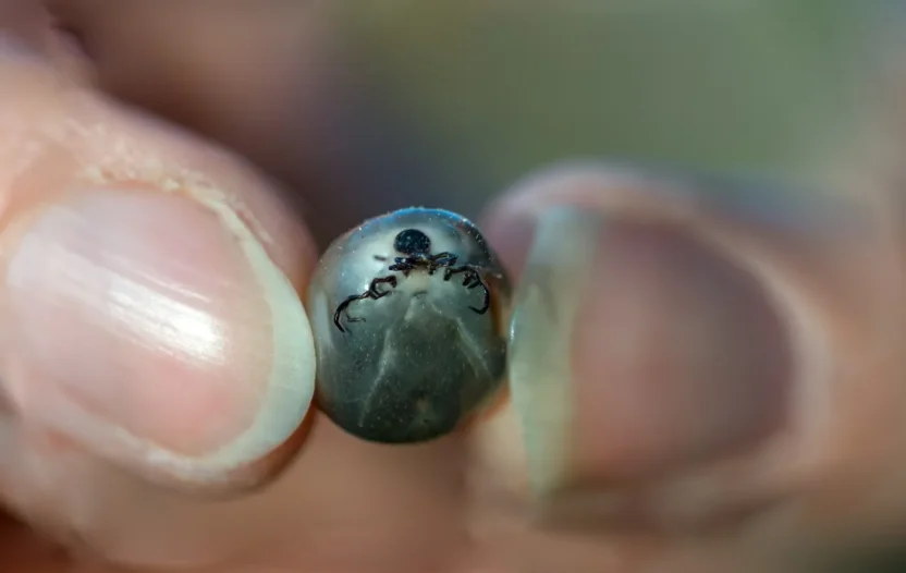 Polonya da yeni kene turu alarmi hyalomma nin yayilimi i zleniyor 66497