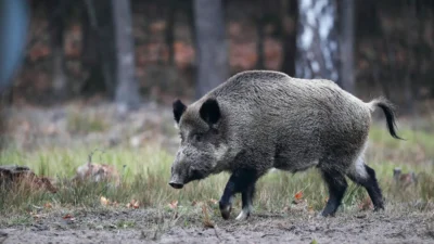 Vahşi doğadaki dil ve hayvan hakları savunucularının yaklaşımı üzerine tartışma 2 Vahsi dogadaki dil ve hayvan haklari savunucularinin yaklasimi uzerine tartisma 60957