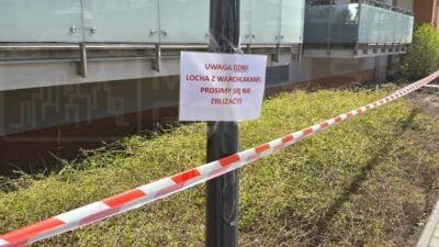 Varsova da apartmanin altinda yaban domuzu dogurdu bolgede alarm 61574