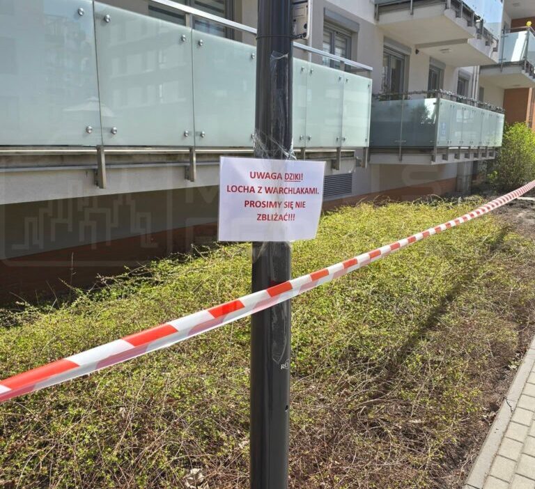 Varsova da apartmanin altinda yaban domuzu dogurdu bolgede alarm 61574