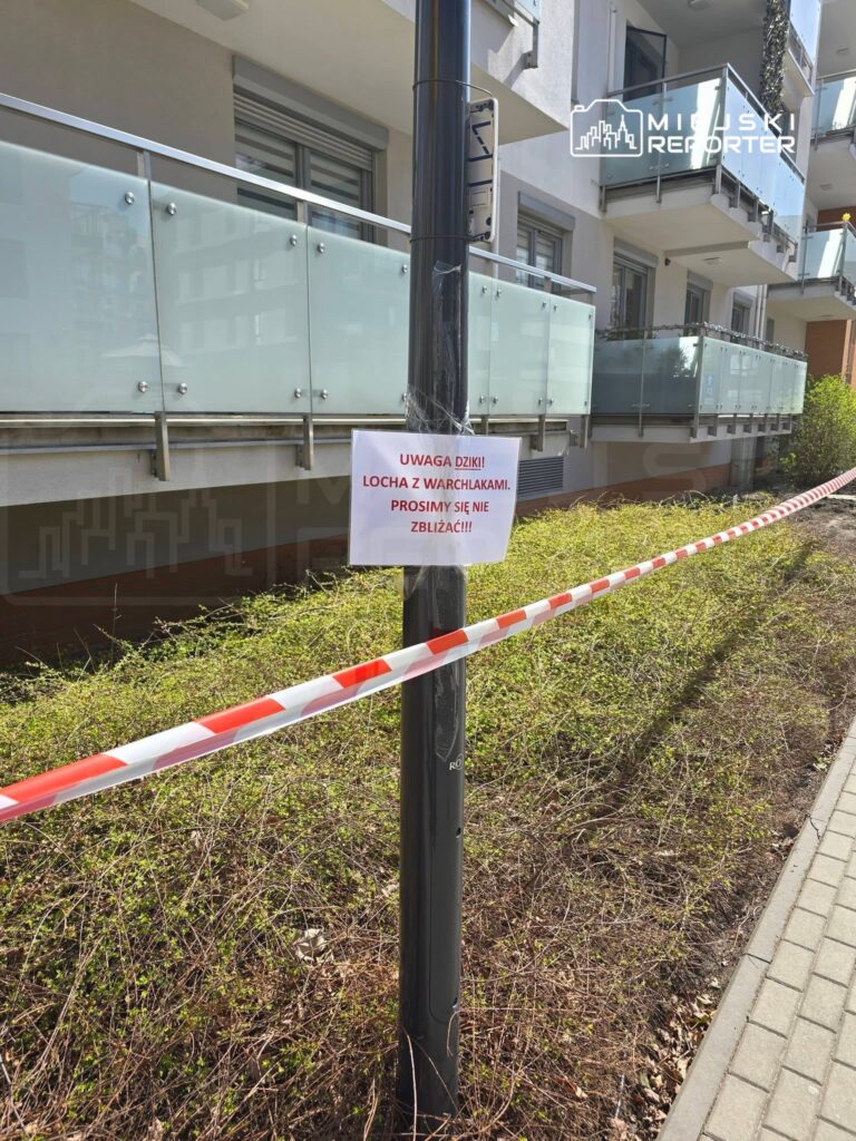 Varsova da apartmanin altinda yaban domuzu dogurdu bolgede alarm 61574