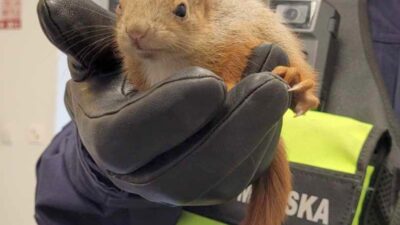 Varsova da firtina sonrasi 6 yarali sincap kurtarildi 67385