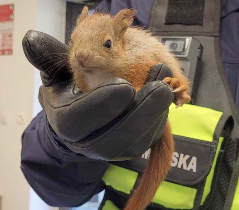 Varsova da firtina sonrasi 6 yarali sincap kurtarildi 67385