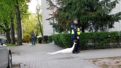 Varsova da kayip beyaz paun i cin trafik durduruldu 64207