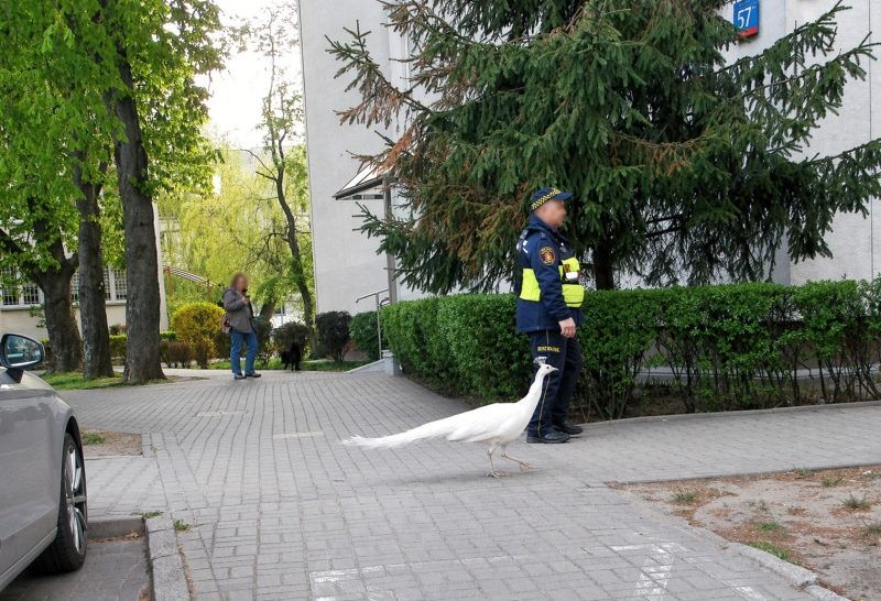 Varsova da kayip beyaz paun i cin trafik durduruldu 64207