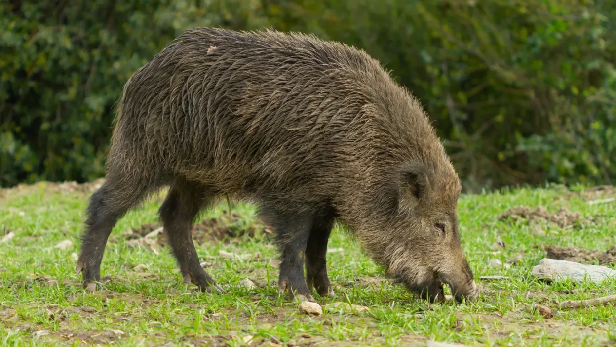 Varsova da sehir merkezinde yaban domuzlarina mudahale tepkilere yol acti 60239