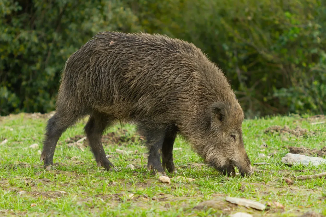 Varsova da sehir merkezinde yaban domuzlarina mudahale tepkilere yol acti 60239