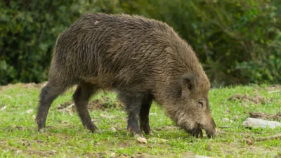 Varsova da sehir merkezinde yaban domuzlarina mudahale tepkilere yol acti 60239