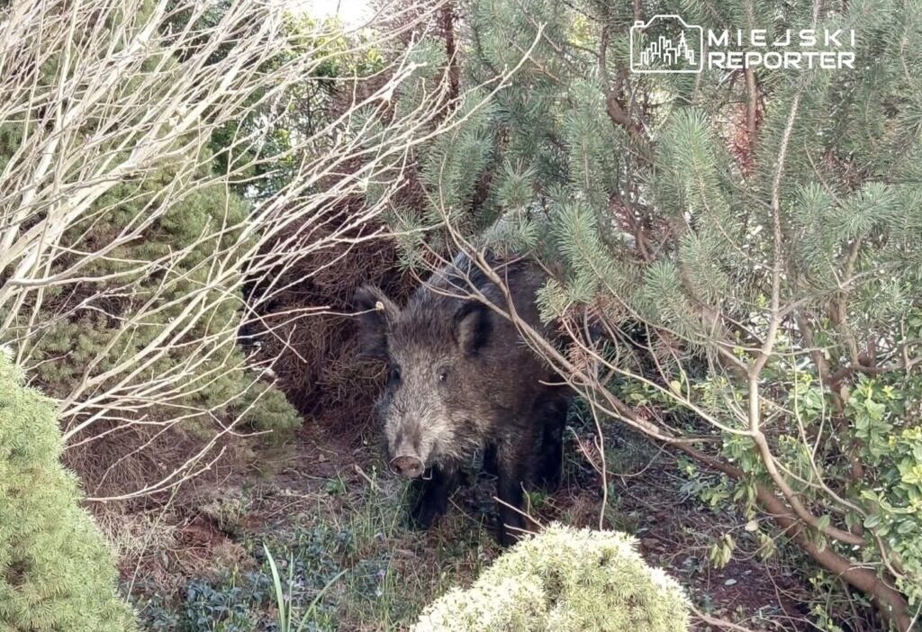 Varşova'da yaban domuzları sorunu: kent yönetimi özür diledi, çözüm arayışları devam ediyor 1 Varsova da yaban domuzlari sorunu kent yonetimi ozur diledi cozum arayislari devam ediyor 60455