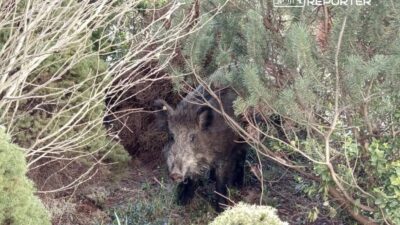 Varsova da yaban domuzlari sorunu kent yonetimi ozur diledi cozum arayislari devam ediyor 60455