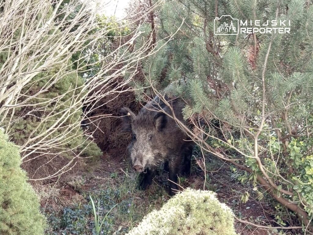 varsova da yaban domuzlari sorunu kent yonetimi ozur diledi cozum arayislari devam ediyor 60455