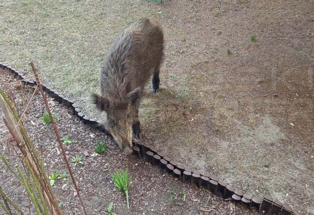 Varşova'da yaban domuzu saldırısı: sakatlanan vatandaş hastaneden taburcu oldu, saldırı sayıları artıyor 1 Varsova da yaban domuzu saldirisi sakatlanan vatandas hastaneden taburcu oldu saldiri sayilari artiyor 60594