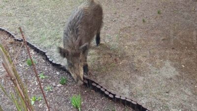 Varsova da yaban domuzu saldirisi sakatlanan vatandas hastaneden taburcu oldu saldiri sayilari artiyor 60594