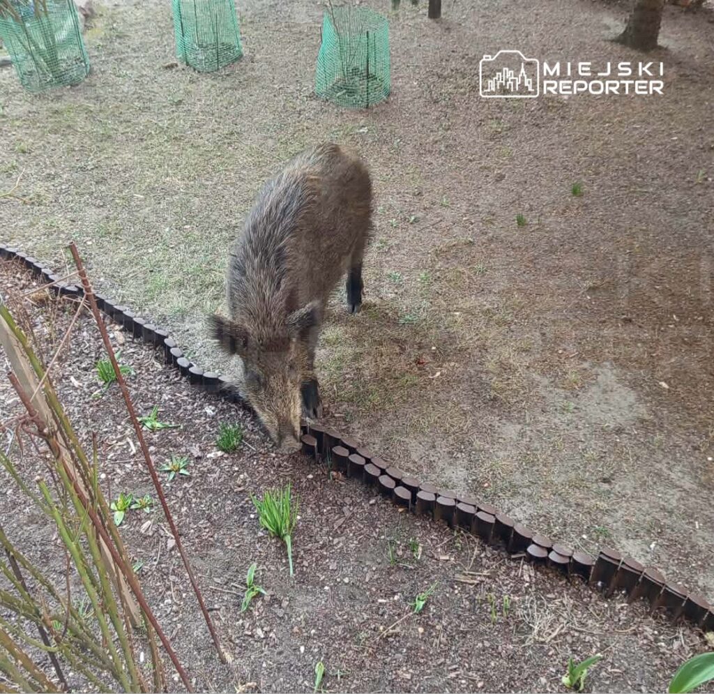 varsova da yaban domuzu saldirisi sakatlanan vatandas hastaneden taburcu oldu saldiri sayilari artiyor 60594