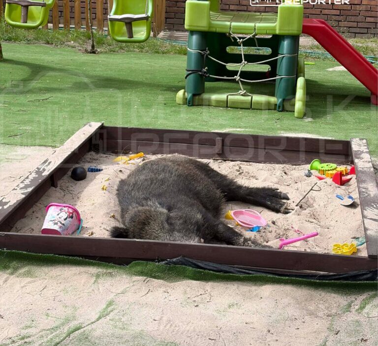 Varsova da yaban domuzu sorunu artiyor olumler ve halk tepkisi 66164