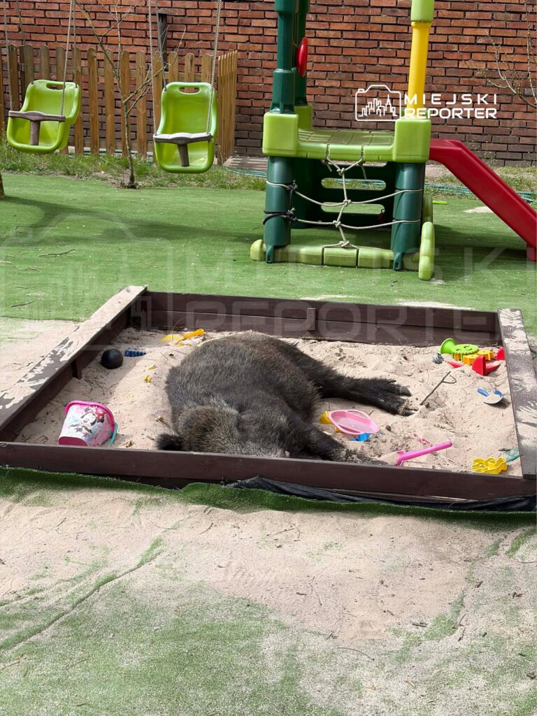 varsova da yaban domuzu sorunu artiyor olumler ve halk tepkisi 66164