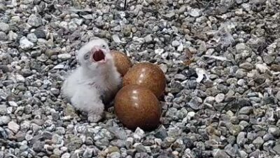 Varsova kultur ve bilim sarayi ndaki sahin yuvasinda i lk yavru dogdu 67388