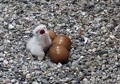 Varsova kultur ve bilim sarayi ndaki sahin yuvasinda i lk yavru dogdu 67388