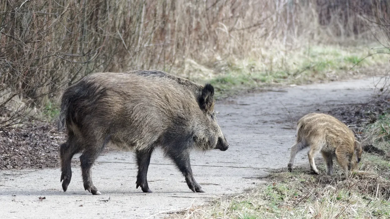 Yaban hayvani kontrolu masraflari merkezi butceden karsilanacak rio nun net aciklamasi 65276