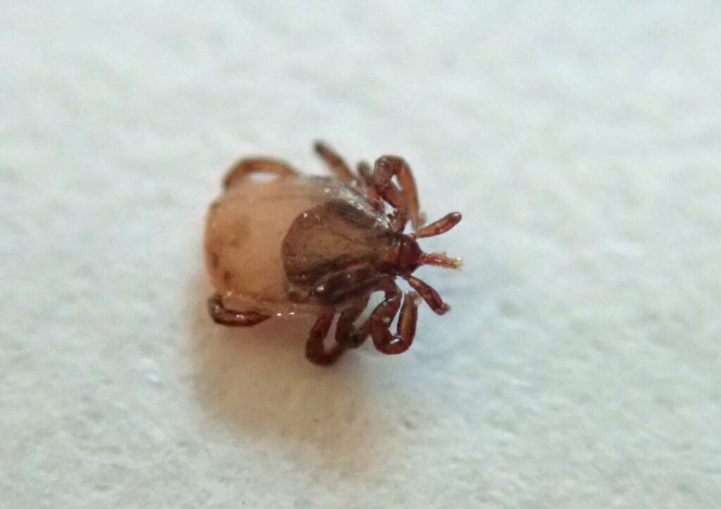 yeni kene turu halk sagligi i cin risk olusturuyor 60966