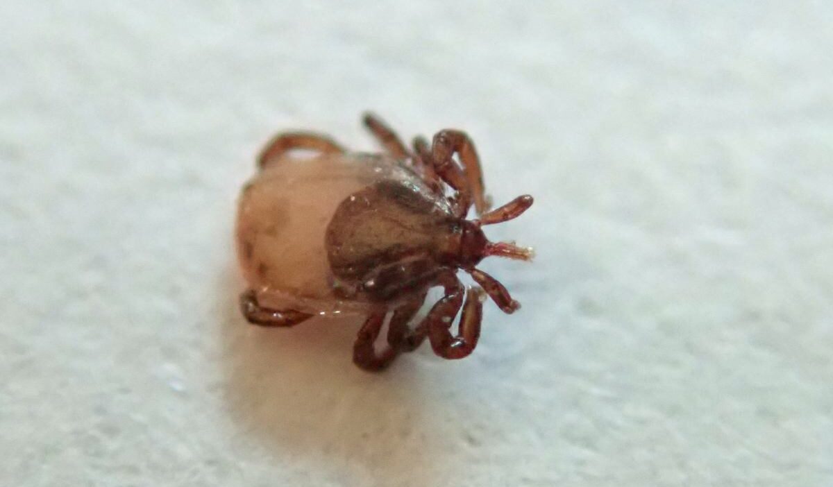 Yeni kene türü halk sağlığı i̇çin risk oluşturuyor 1 Yeni kene turu halk sagligi i cin risk olusturuyor 60966