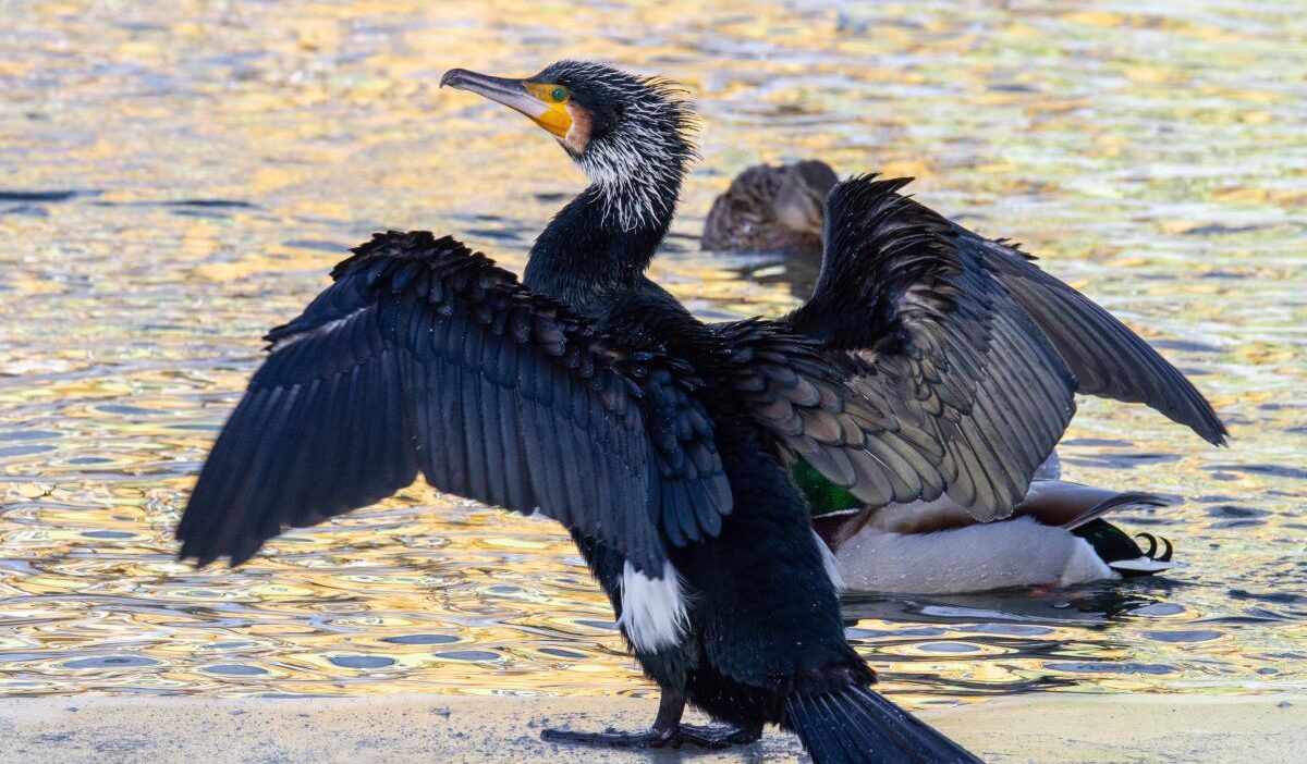 Avrupa birligi nde kormoran populasyonu tartismasi dokuz ulkeden avlanma izni talebi 73234