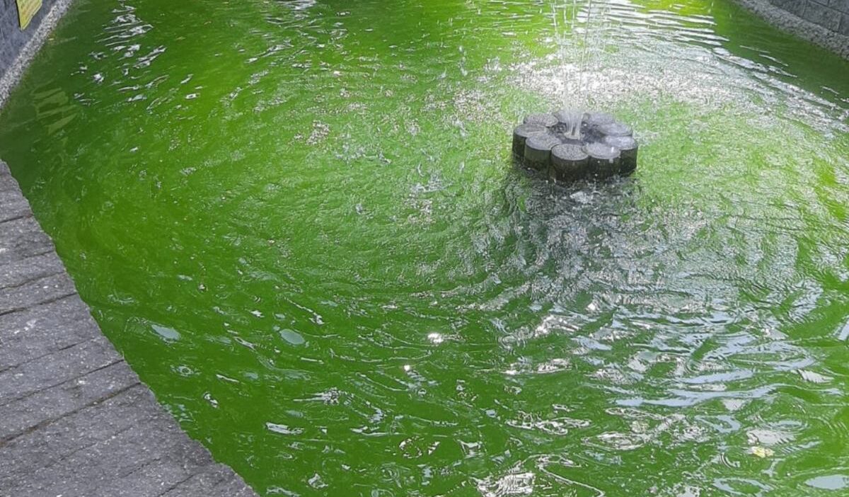Lublin’de bir fontanada çok sayıda ölü kuş bulundu 1 Lublin de bir fontanada cok sayida olu kus bulundu 72734