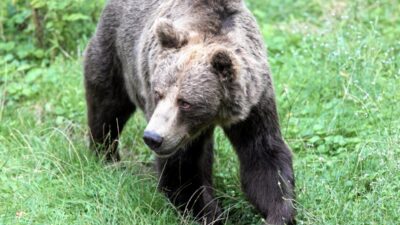 Podkarpacie de ayi tehlikesi yerel yonetimlerden merkezi hukumete acil mudahale cagrisi 69226