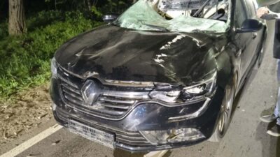 Polonya da otomobil geyige carpti 11 yasindaki cocuk agir yaralandi 67818