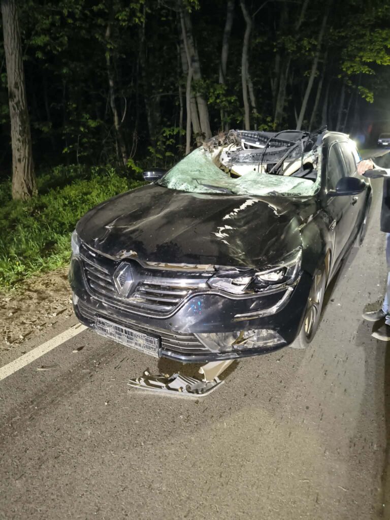 polonya da otomobil geyige carpti 11 yasindaki cocuk agir yaralandi 67818