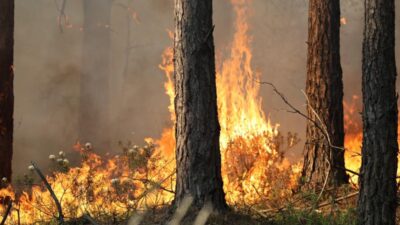 Polonya nin mazovya bolgesinde orman yangini buyuk mudahale baslatildi 73626