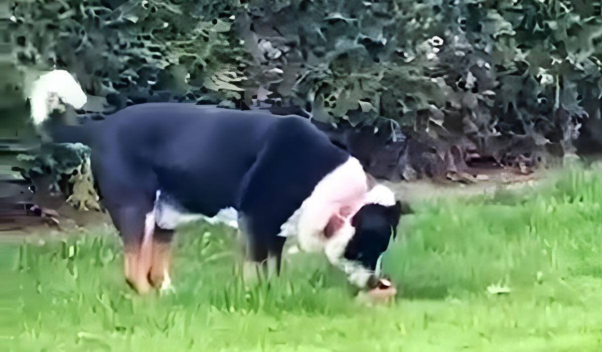 Polonya’da bir köpeğe kimyasal madde verilen video üzerine soruşturma başlatıldı 1 Polonya da bir kopege kimyasal madde verilen video uzerine sorusturma baslatildi 77005