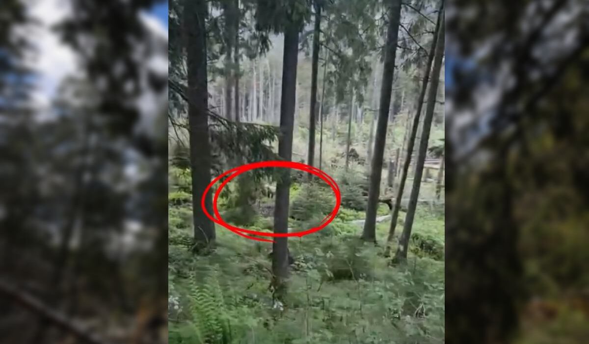 Tatra dağları'nda ayı saldırısı: turistlere doğada güvenlik uyarısı 1 Tatra daglari nda ayi saldirisi turistlere dogada guvenlik uyarisi 74907