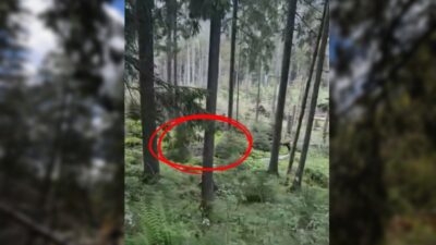 Tatra dağları'nda ayı saldırısı: turistlere doğada güvenlik uyarısı 2 Tatra daglari nda ayi saldirisi turistlere dogada guvenlik uyarisi 74907