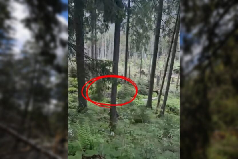 Tatra daglari nda ayi saldirisi turistlere dogada guvenlik uyarisi 74907