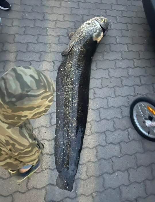 Varsova da goc aw golu nden yayin baligi avlayan kisi gozaltina alindi 74362