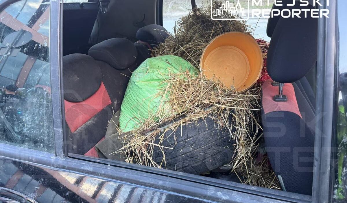 Varşova'da otomobil i̇çinde taşınan at ve güvercinler tepki çekti 1 Varsova da otomobil i cinde tasinan at ve guvercinler tepki cekti 76561