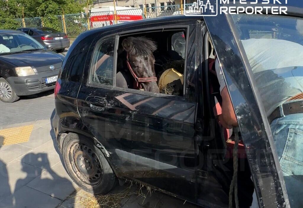 Varsova da sicak havada arac icinde birakilan hayvanlar tepki cekti 76542