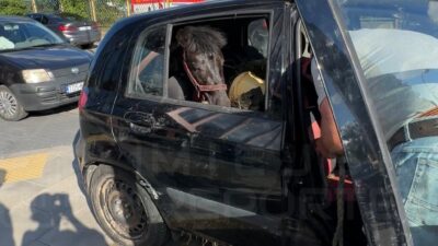 Varsova da sicak havada arac icinde birakilan hayvanlar tepki cekti 76542