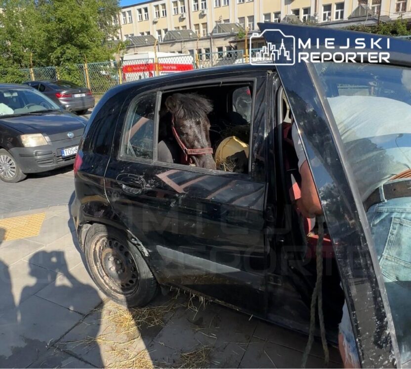 Varsova da sicak havada arac icinde birakilan hayvanlar tepki cekti 76542